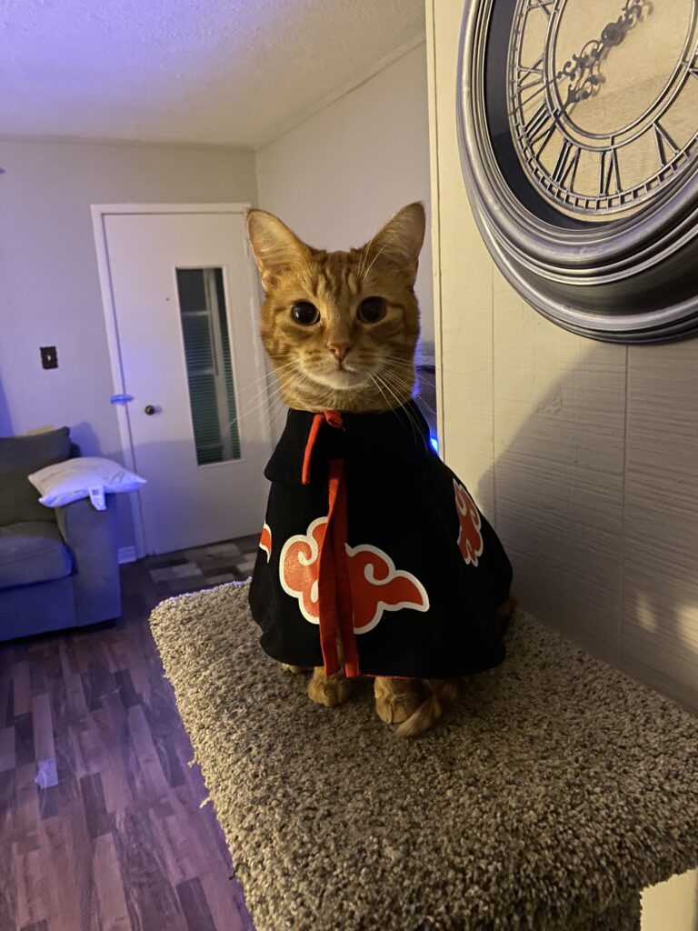 Fã de Naruto veste seu gato com o manto da Akatsuki e resultado é fofo